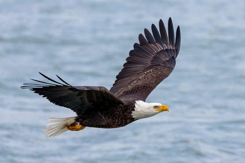 The Bald eagle in flight - stock photo