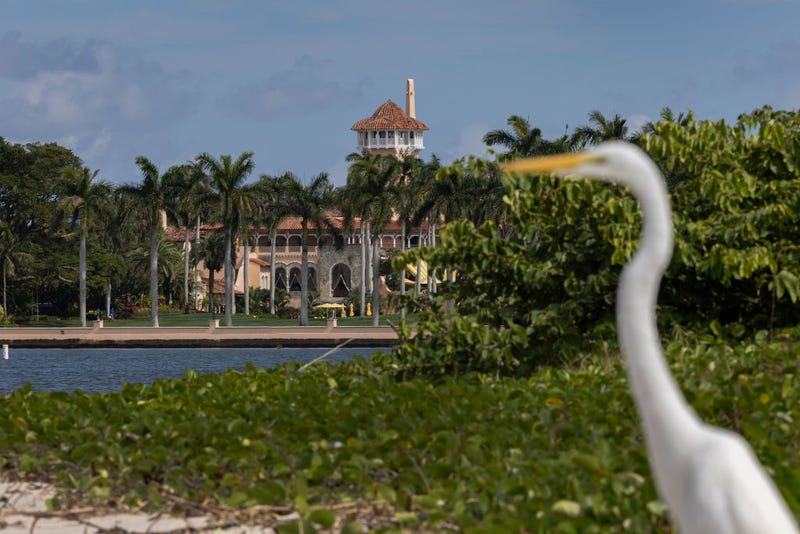  A great egret stands near former President Donald Trump's Mar-a-Lago resort on February 11, 2022 in Palm Beach, Florida.