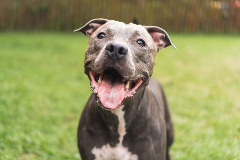 Pit bull