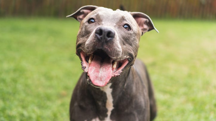 Grosse Pointe Shores is debating banning pit bulls — Are breed bans effective?