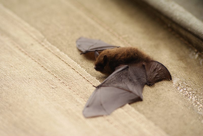 bat