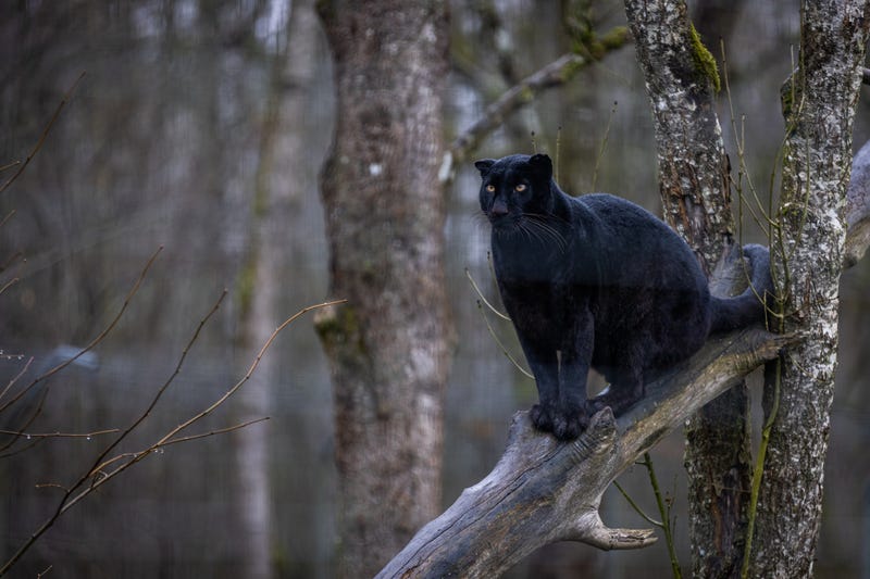 black panther