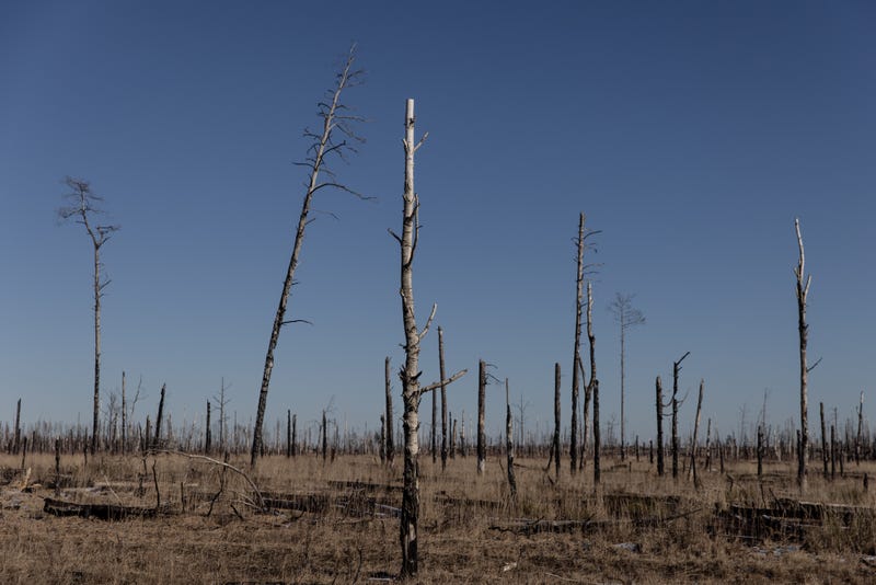 Burnt trees are seen in the Chernobyl zone close to the Ukraine-Belarus border crossing on February 13, 2022 in Vilcha, Ukraine