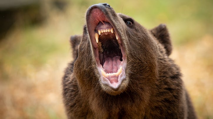 Michigan man mauled by bear, stops attack with pepper spray
