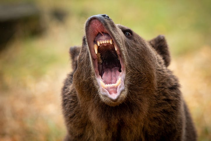 Grizzly bear growling.