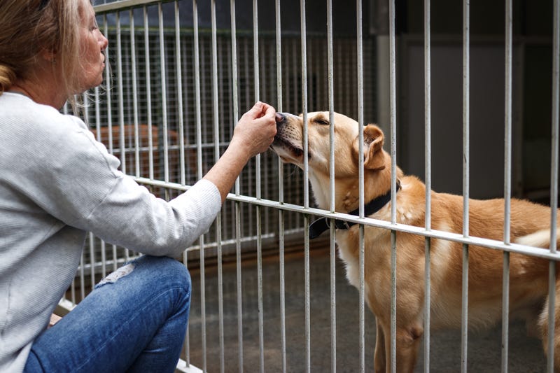 Woman choosing dog from animal shelter