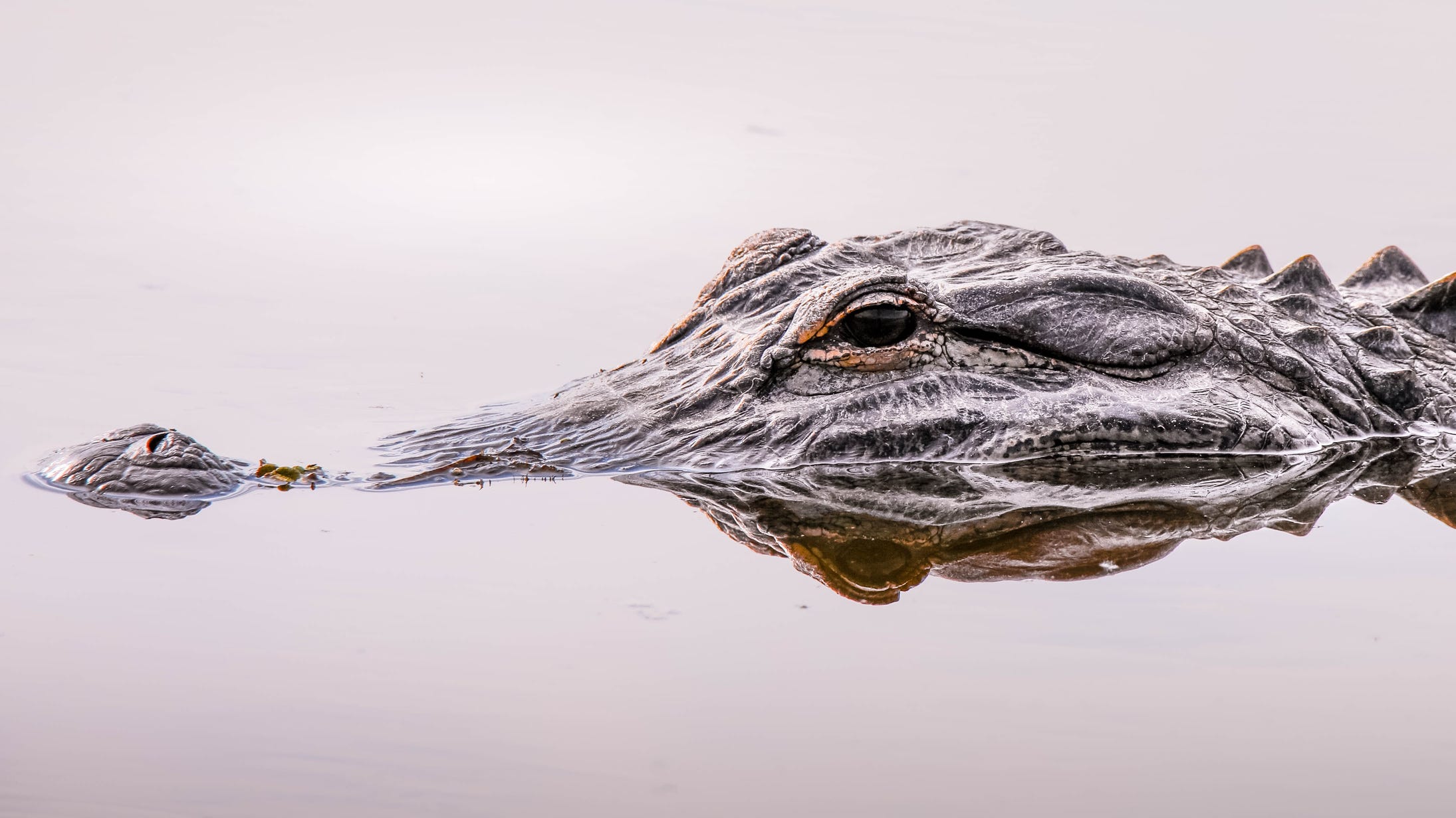 13-year-old Florida boy fights off alligator after it bites his hip