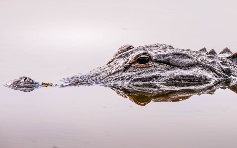 Isolated alligator swimming slowly in Florida.