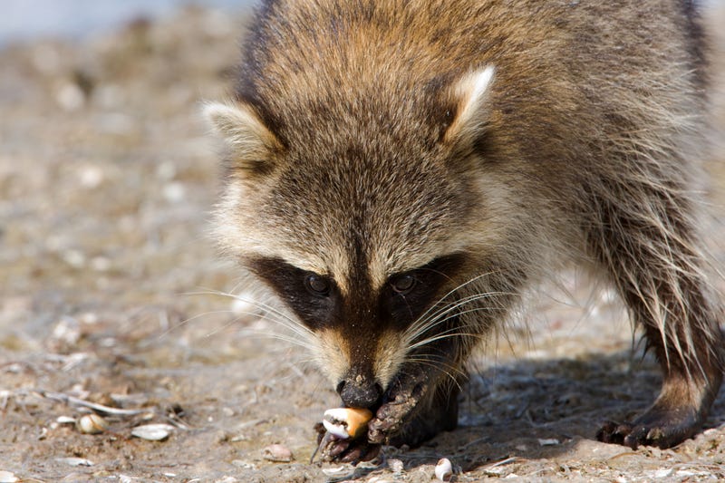 The shooting occurred Thursday morning at Rockaway Beach