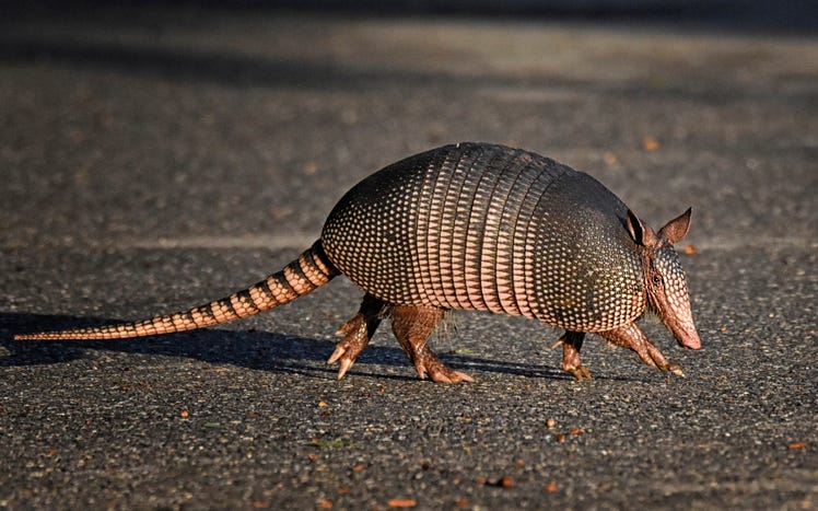 A nine-banded armadillo
