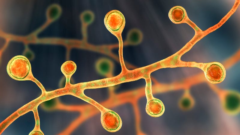 Six weeks after a fungal outbreak was discovered in workers at an Upper Peninsula paper mill, public health authorities announced Friday evening that one person has died of the infection.