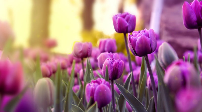 tulips