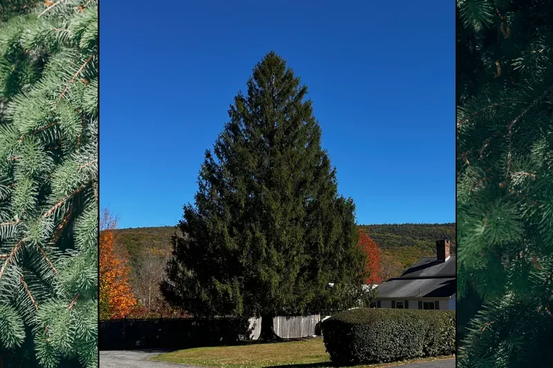 The tree is located in the town of West Stockbridge, Massachusetts.