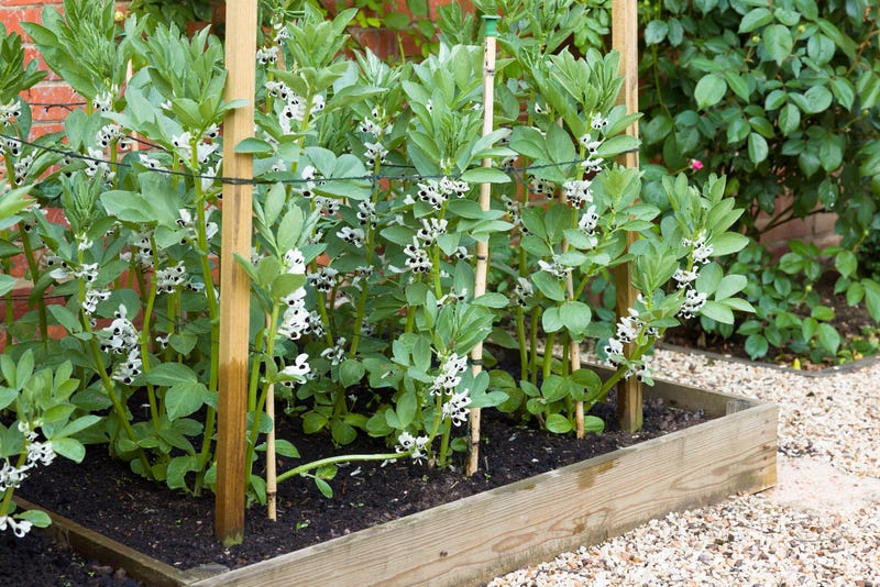 stake plants