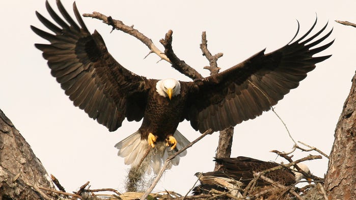 Bald eagles prepare for babies to hatch as world watches on live nest cam