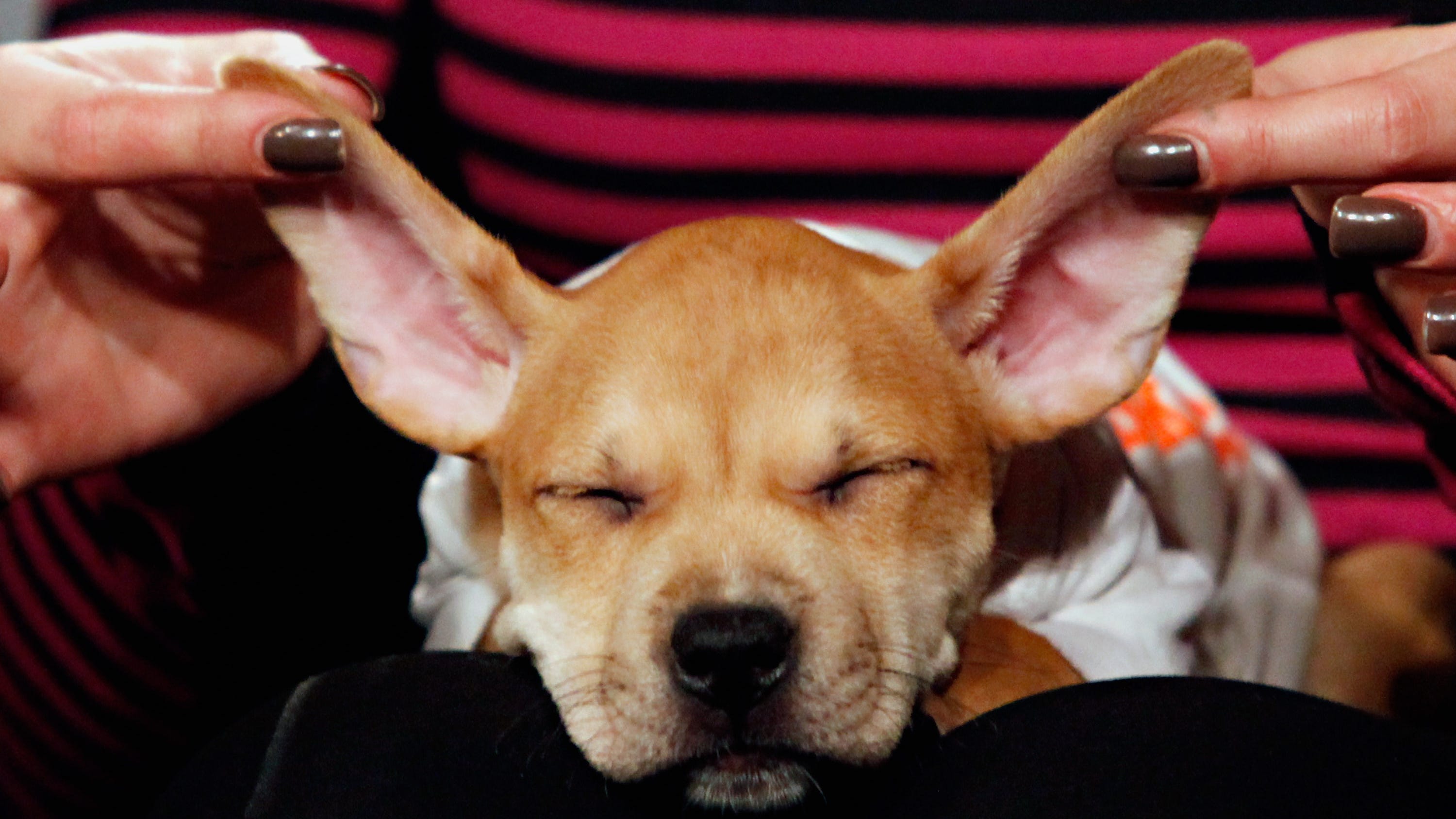 Will the 'Puppy Bowl' be back for 2021?