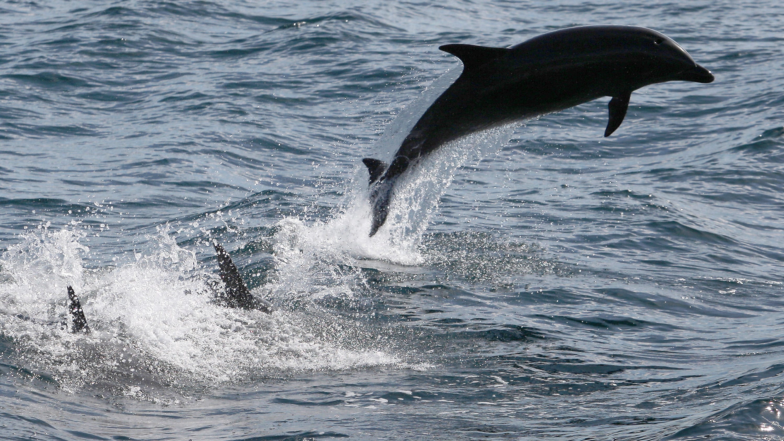 WATCH: Huge dolphin pod splashes alongside San Diego boater