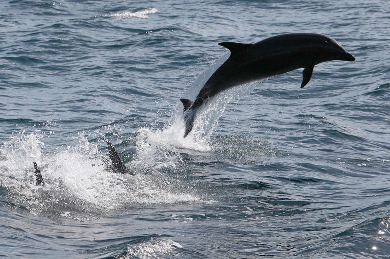Bottlenose dolphins leap off the Southern California coast.