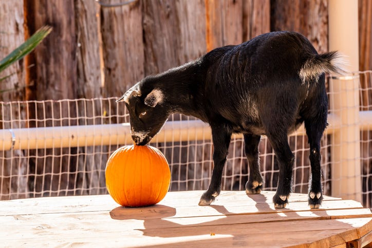 Black and brown goat eating a pumpkin