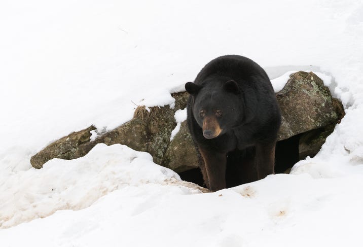 black bear