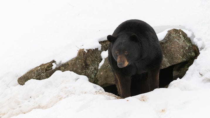 Michigan hunters asked to keep an eye out for, and report on bear dens in northern Lower Peninsula