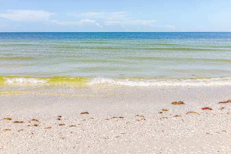 Gulf of Mexico "dead zone" to be slightly smaller this year