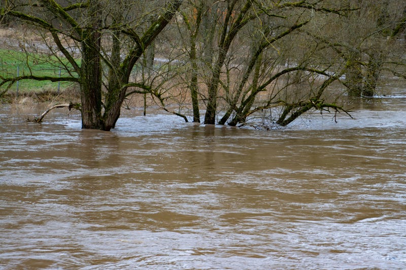 Trees in flood water.