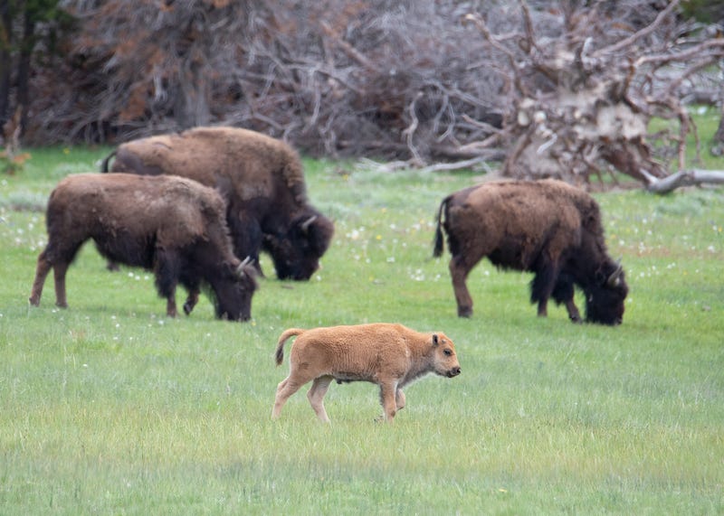 bison