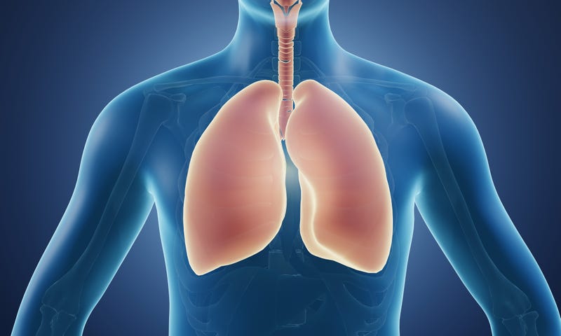 Lungs stock image.  