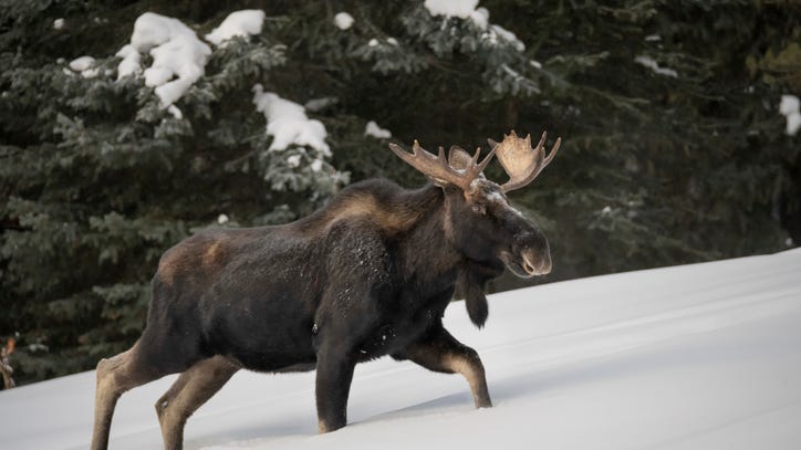 Moose sneaks up on woman, kicks her in the head