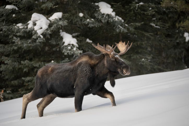 moose