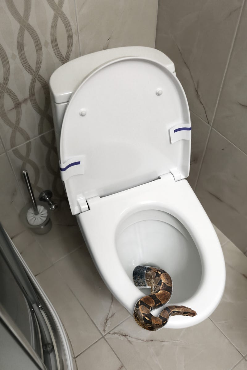 Brown boa constrictor crawling out from toilet bowl in bathroom