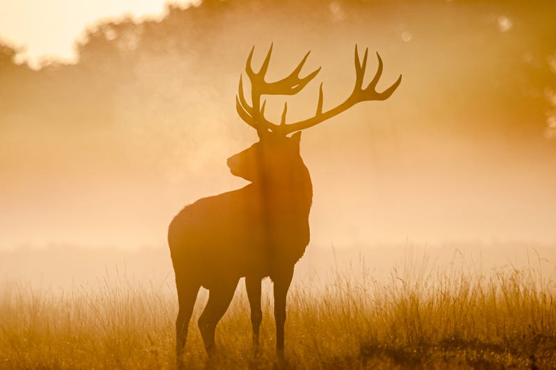 Deer