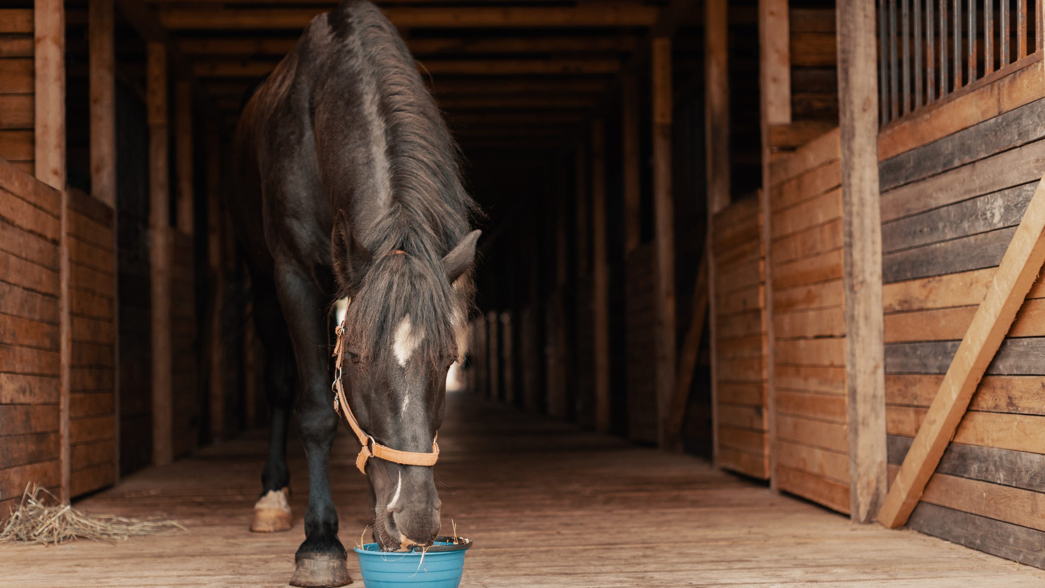 Officials investigate alleged abuse of horses at Rancho Santa Fe