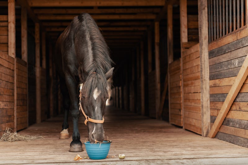 horses
