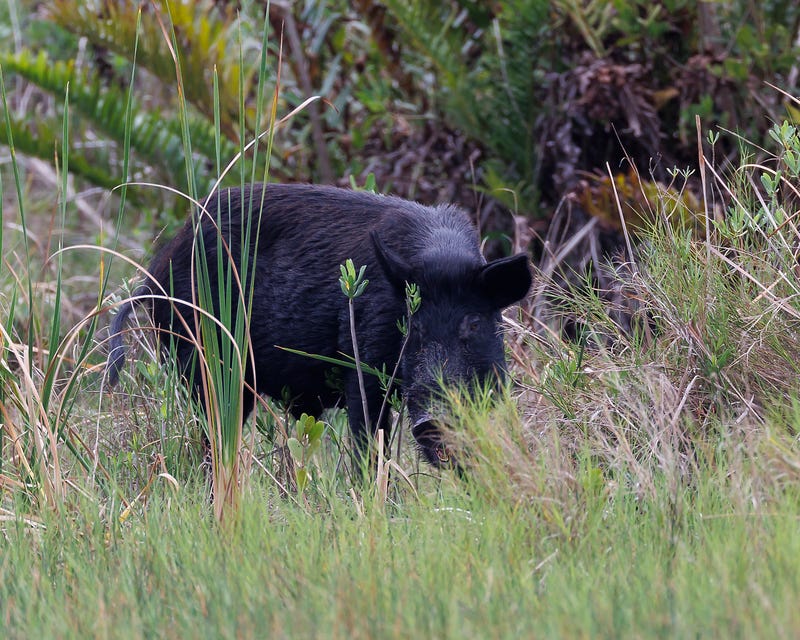 Feral hog