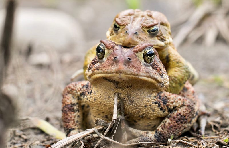 Frogs