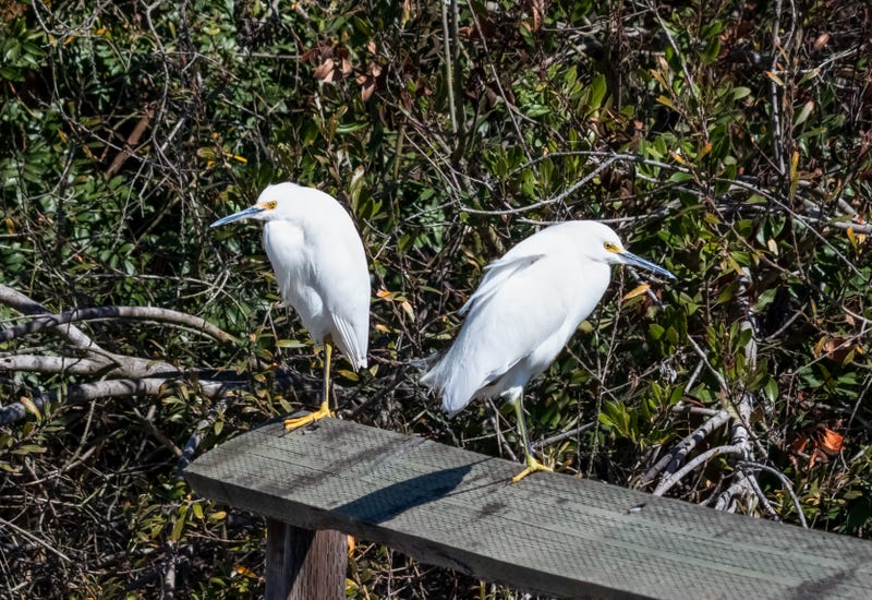 FILE - Two snowy egrets perched on a fence rail on a sunny day in Newport Beach, Calif. ecological reserve.