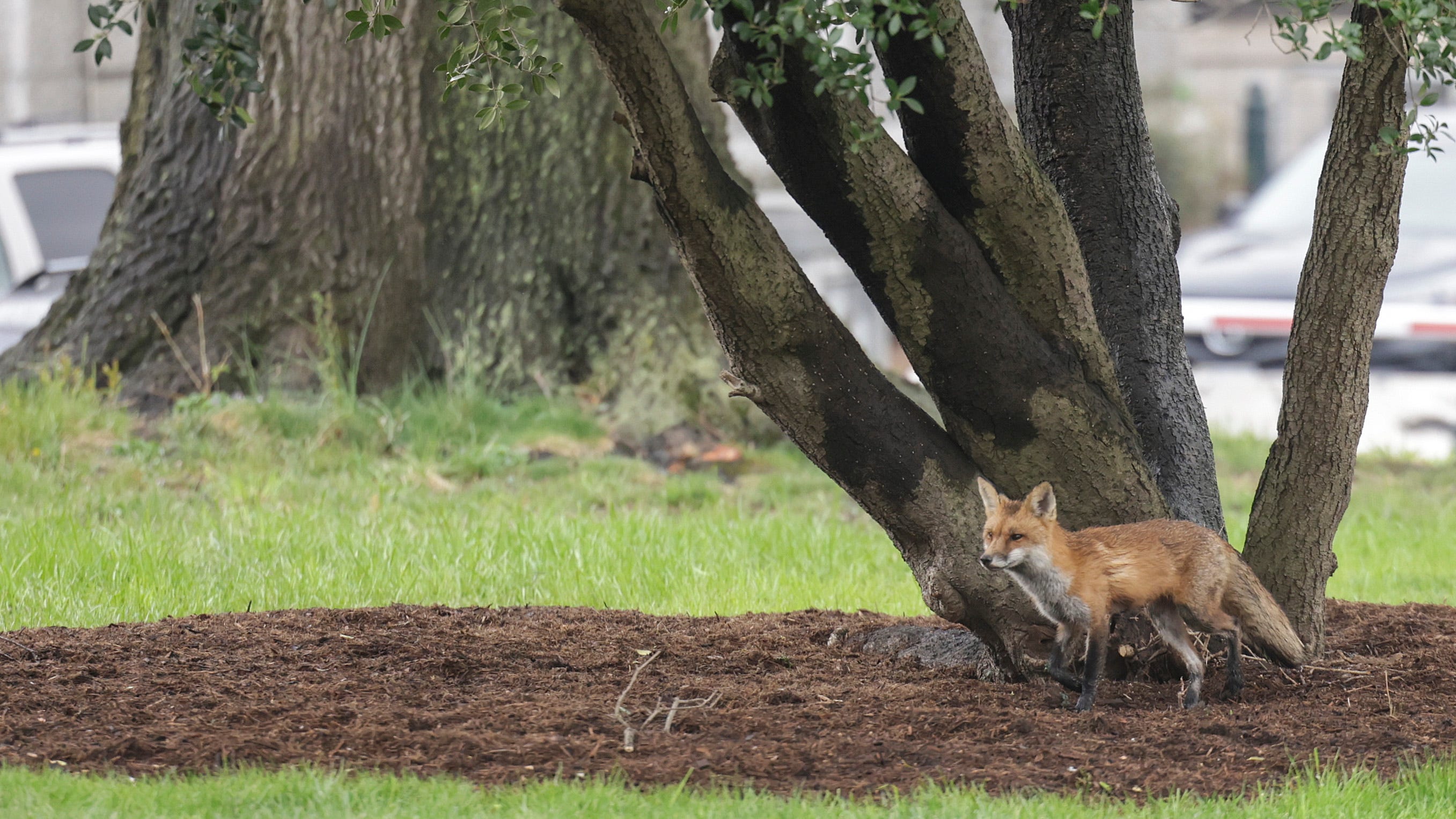 State officials investigating 5 fox attacks on children in Lakewood, NJ