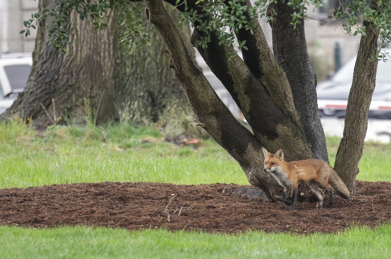 A fox stands by a tree, not the same animal that attacked children in New Jersey.