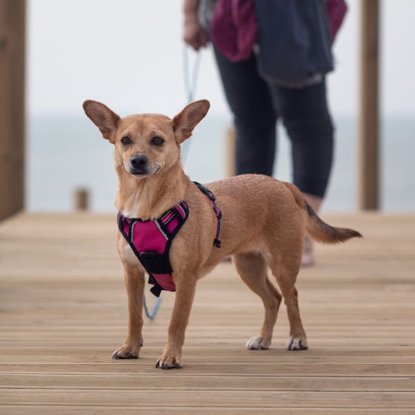 A happy female mixed-breed dog in a pink harness out on a walk standing on a boardwalk in the beach area with owner out of focus in the background holding the leash and blurred ocean in the distance