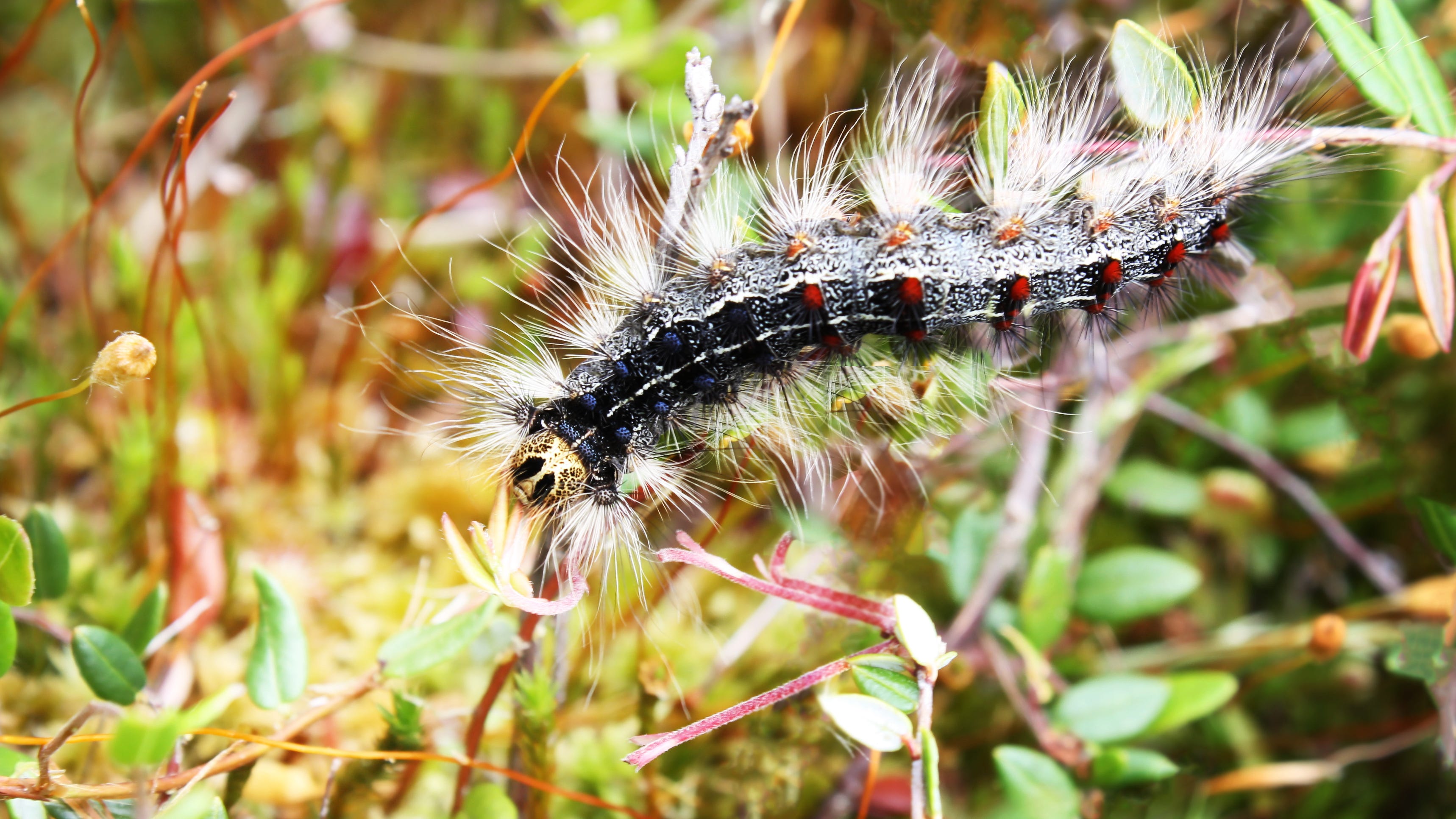 When caterpillars attack! Bug invasion leaves couple afraid of being 'smothered'