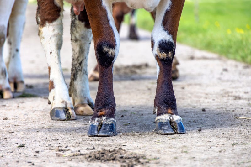 Cow legs stock photo. 