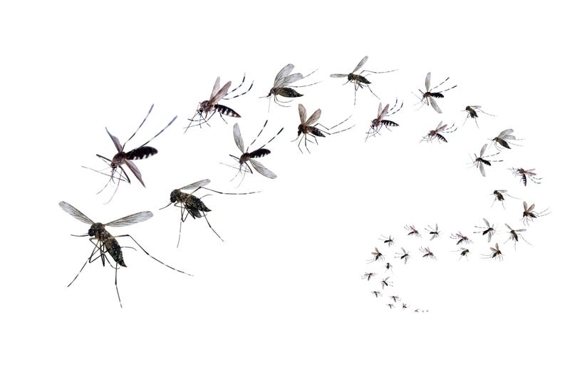 Gnat-like insects like these swarmed down on New York...though they're ultimately harmless