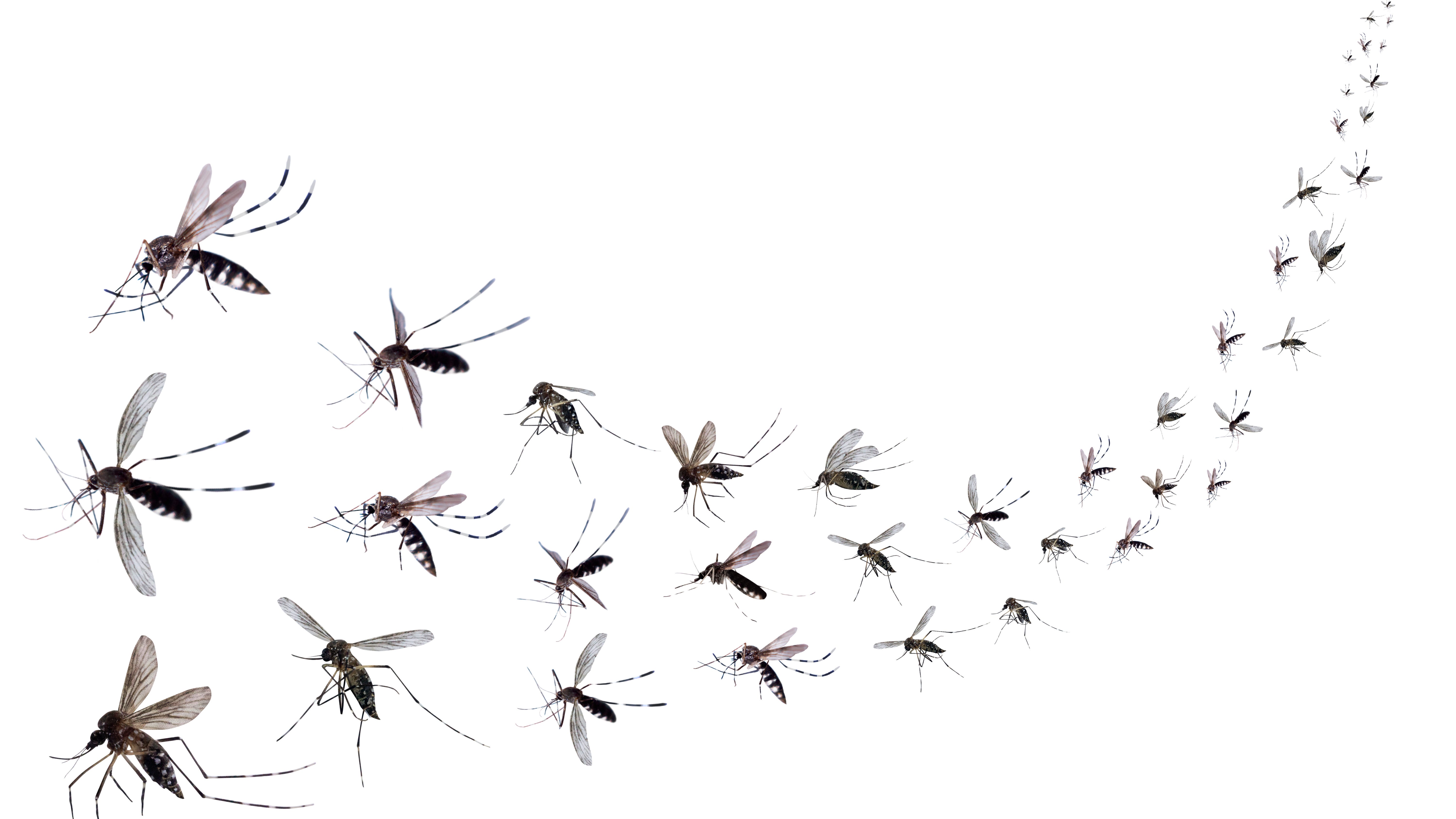 All the recent rain could lead to a mosquito boom in Southern California