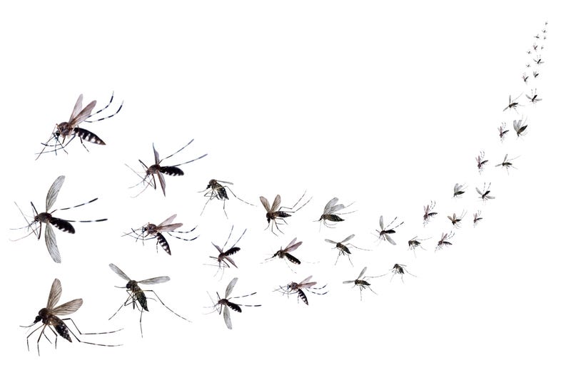 All the recent rain could lead to a mosquito boom