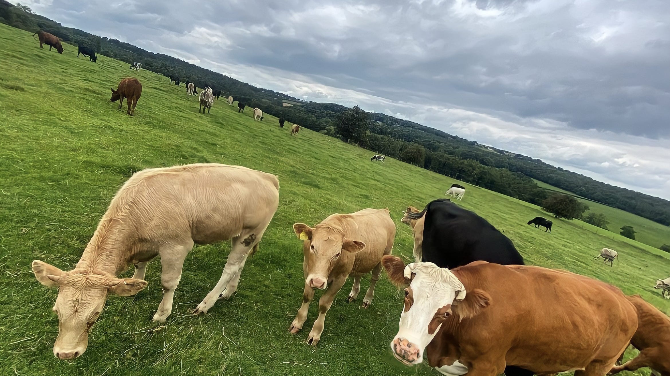 Wife wakes up to find her husband was trampled to death by cows