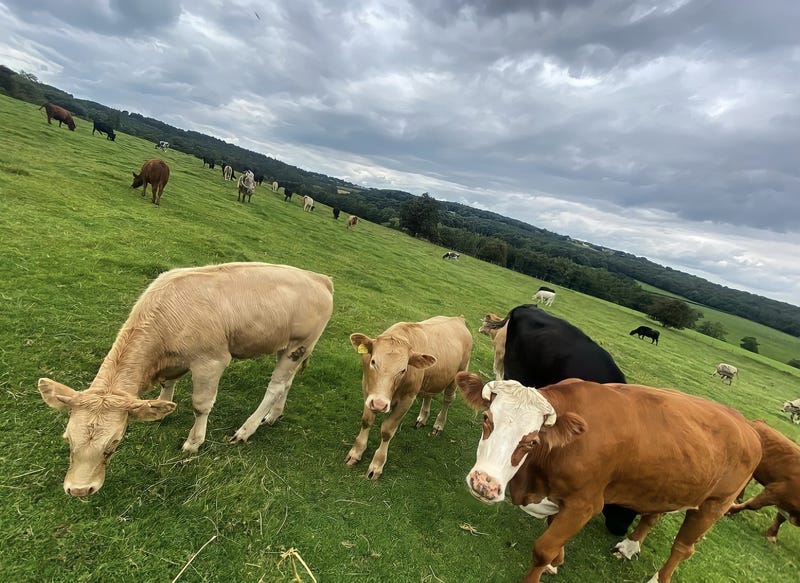 Cows in the Yorkshire countryside. 