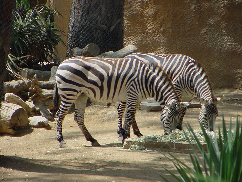 Zebra