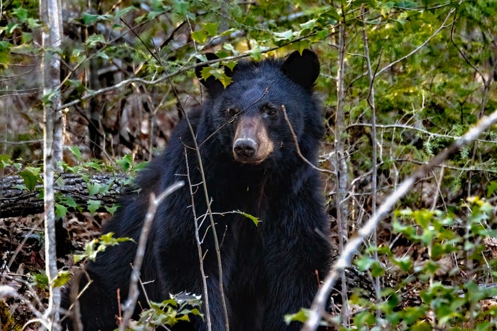 black bear